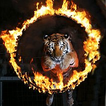 tiger-circus